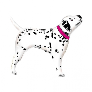 Foil balloon «Dalmatian dog», with blue collar